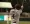 Foscue helps 1st place Saguaros win 11-2 over the Scorpions